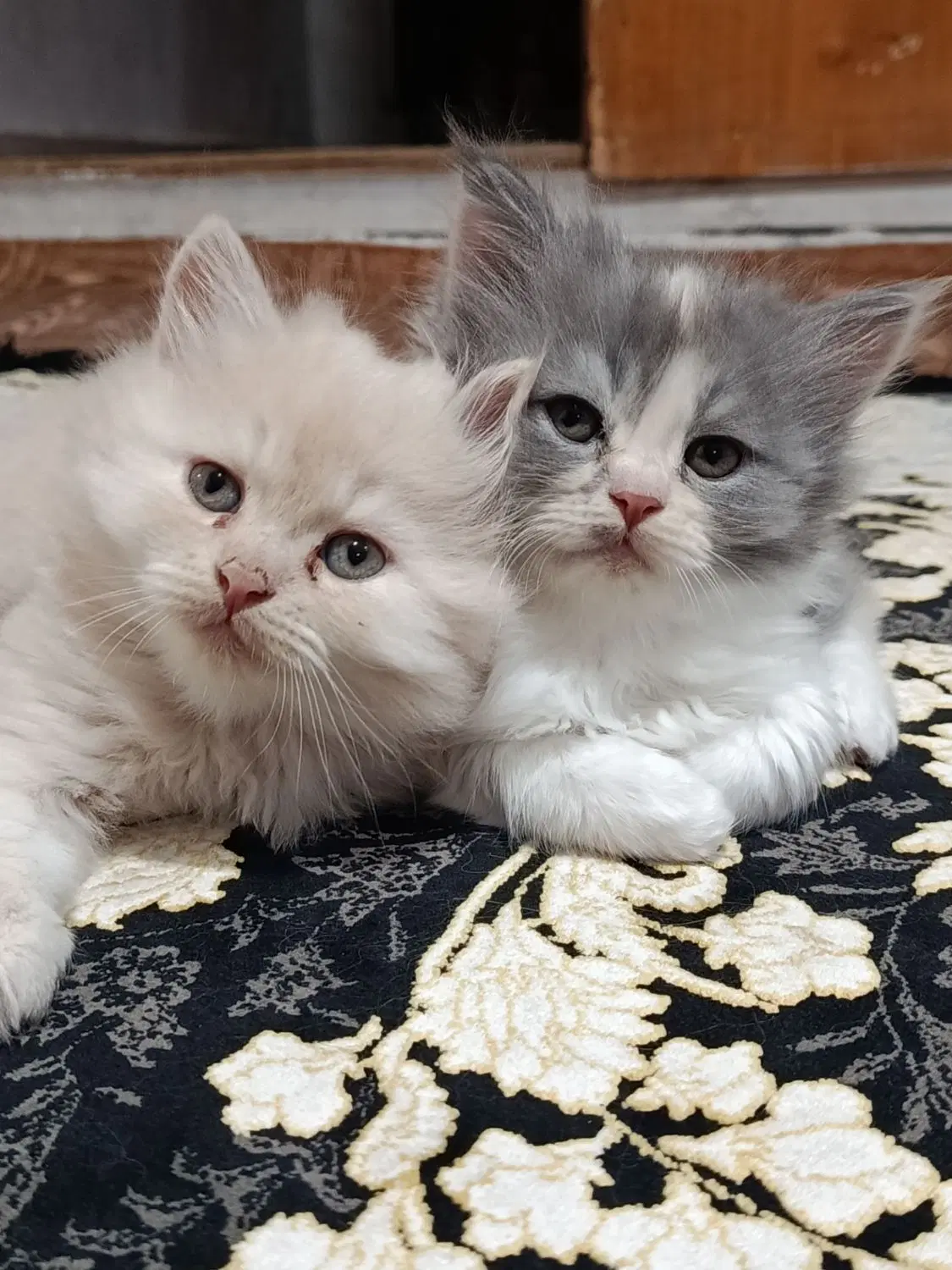 گربه|گربه|اردبیل, |دیوار