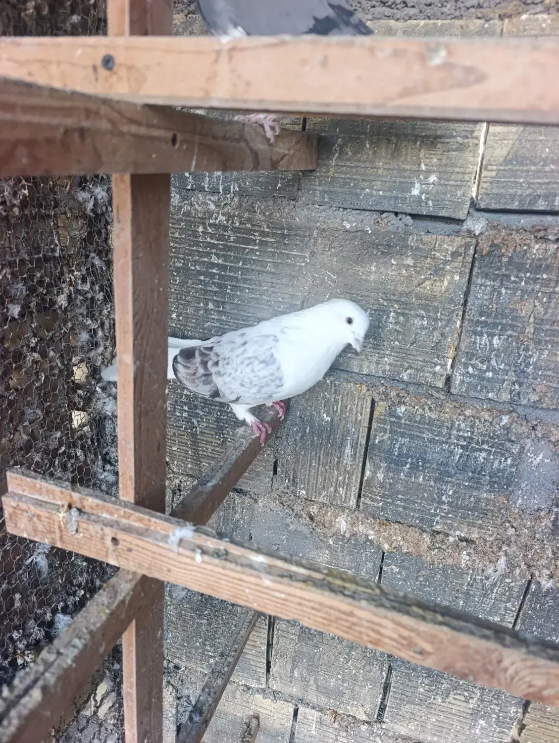 کبوتر|پرنده|بندرعباس, |دیوار