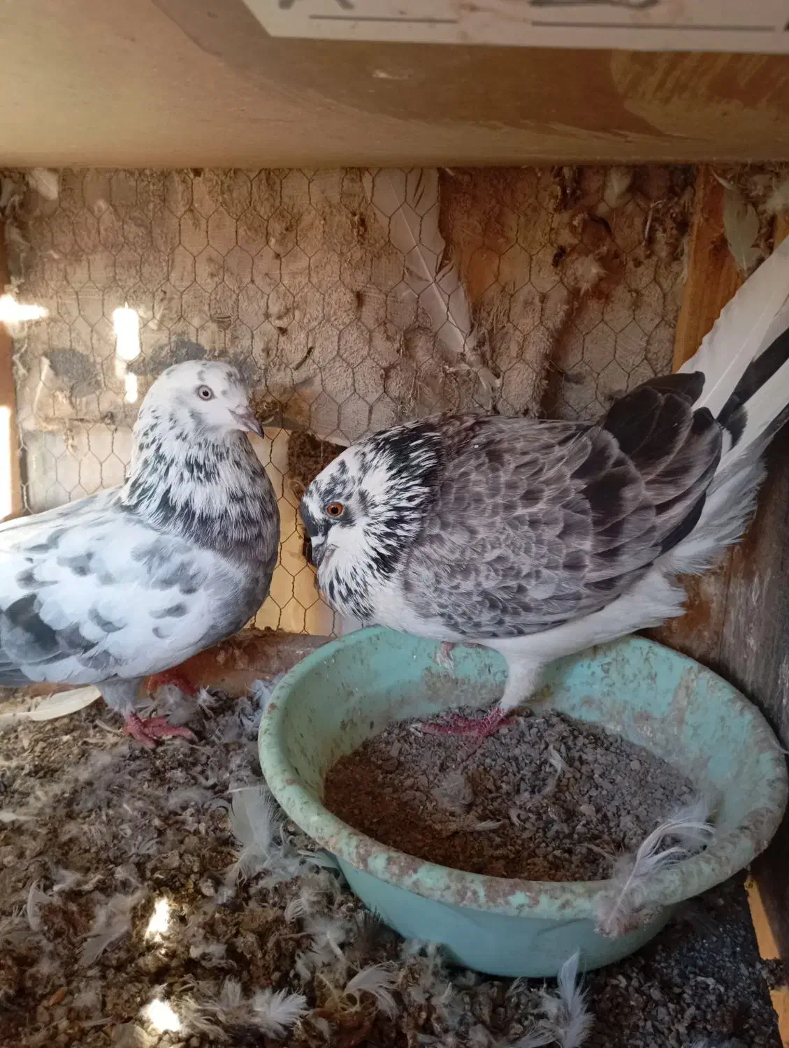 ساعت بالا نسل دار|پرنده|خان ببین, |دیوار