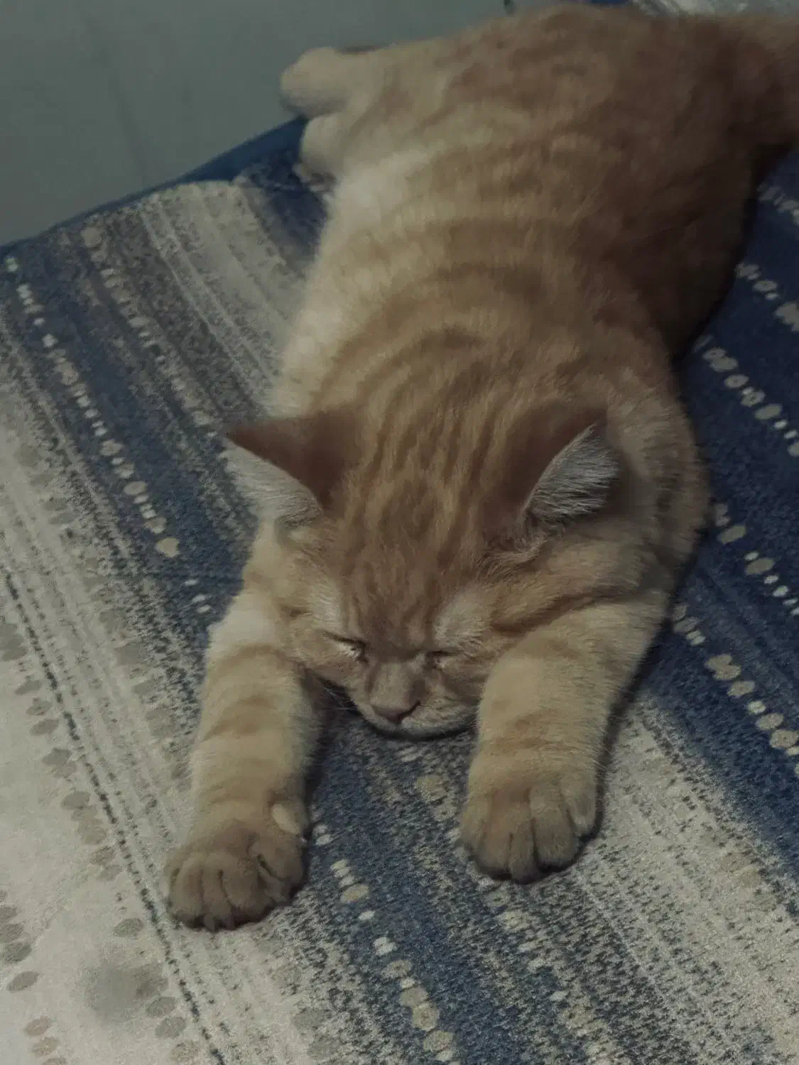 گربه بریتیش پرشین|گربه|ارومیه, |دیوار