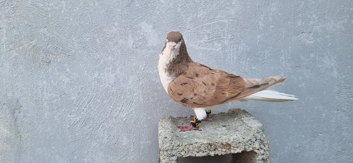 کبوتر|پرنده|اندیمشک, |دیوار