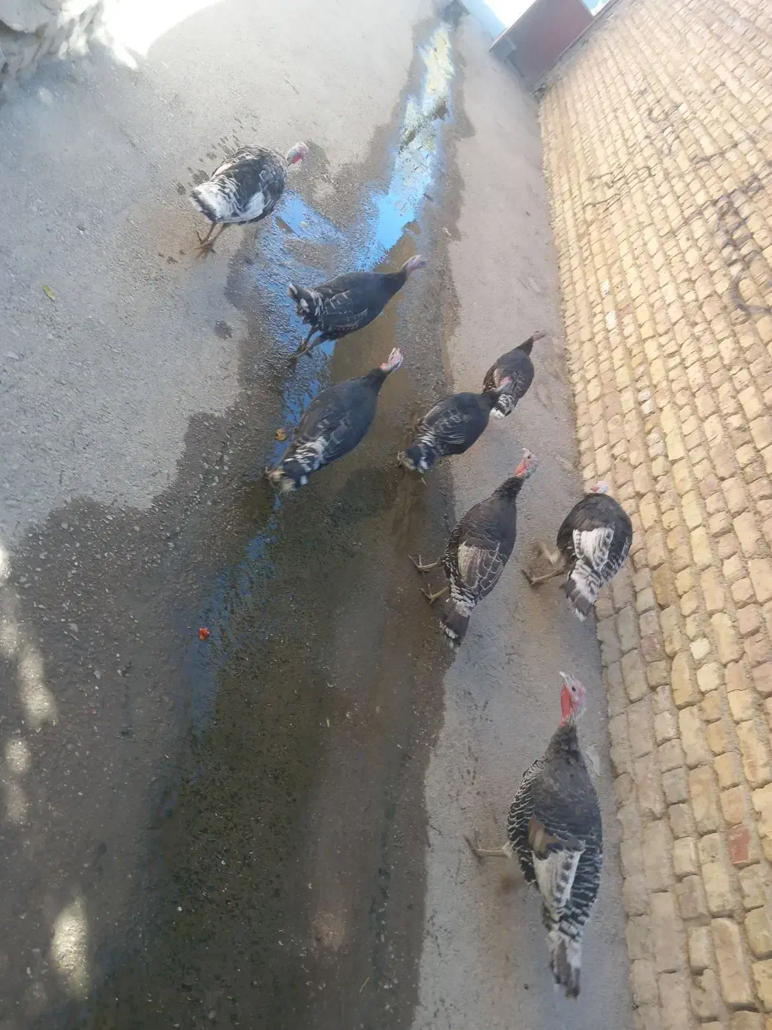 بوقلمون|حیوانات مزرعه|لردگان, |دیوار