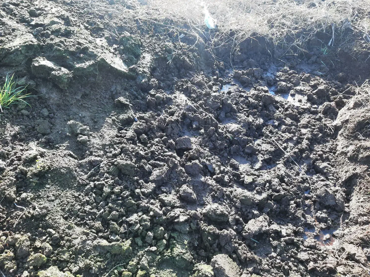 کود خشک گاو|خدمات باغبانی و درختکاری|رودبنه, |دیوار