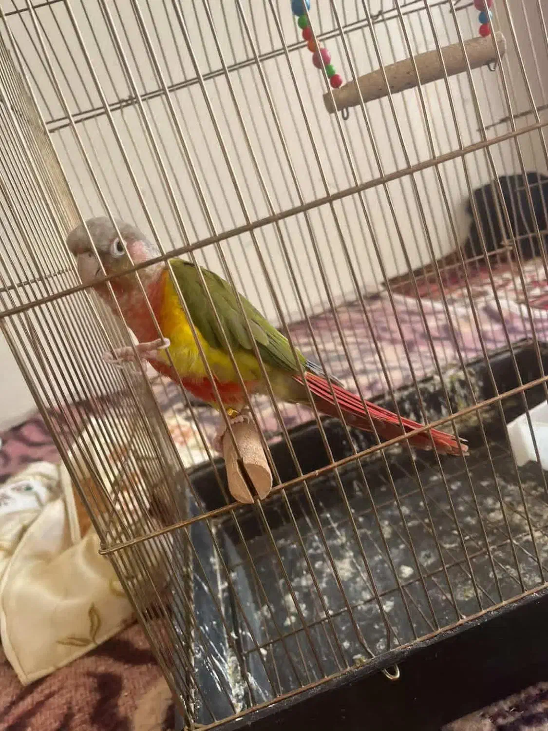 طوطی گرینچیک|پرنده|تبریز, |دیوار