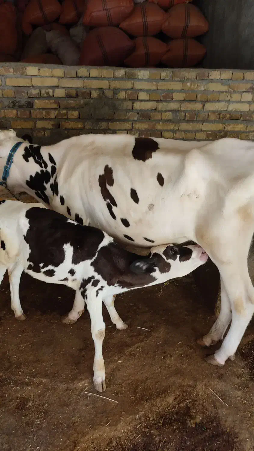 گاو و گوساله|حیوانات مزرعه|بیلوار, |دیوار