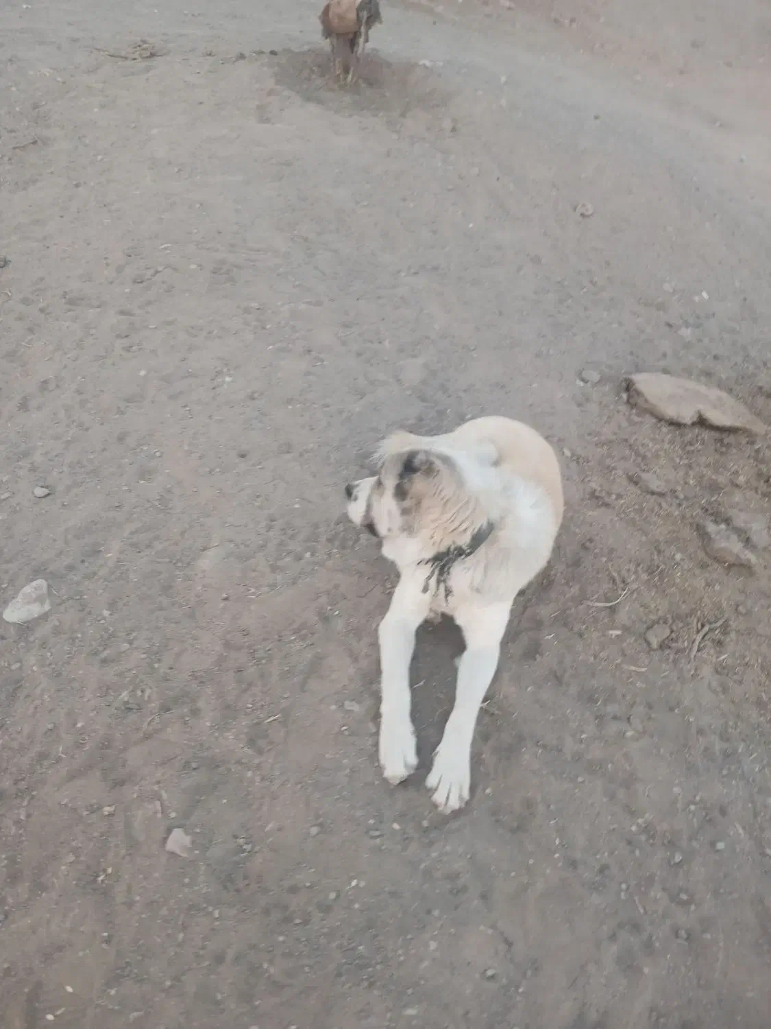 سگ گله|سگ|خوشاب, |دیوار