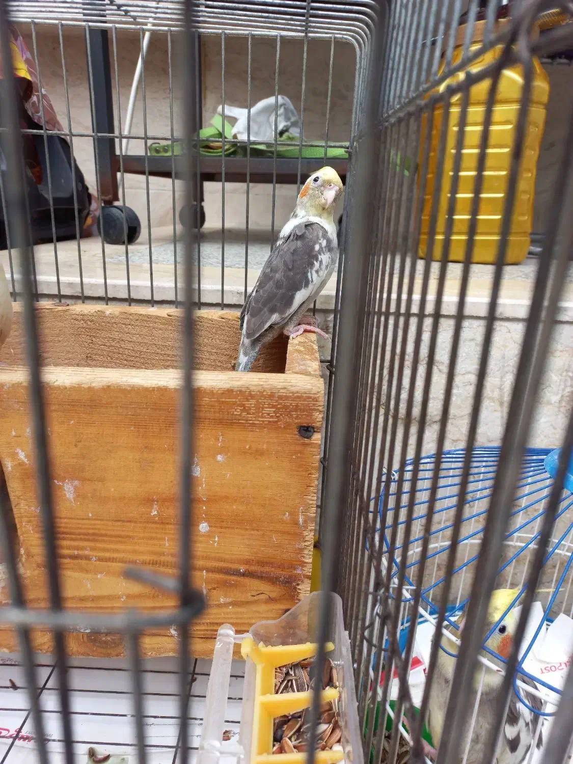 فروش ۴ عدد عروس هلندی نر بالغ|پرنده|بندر انزلی, تهران|دیوار