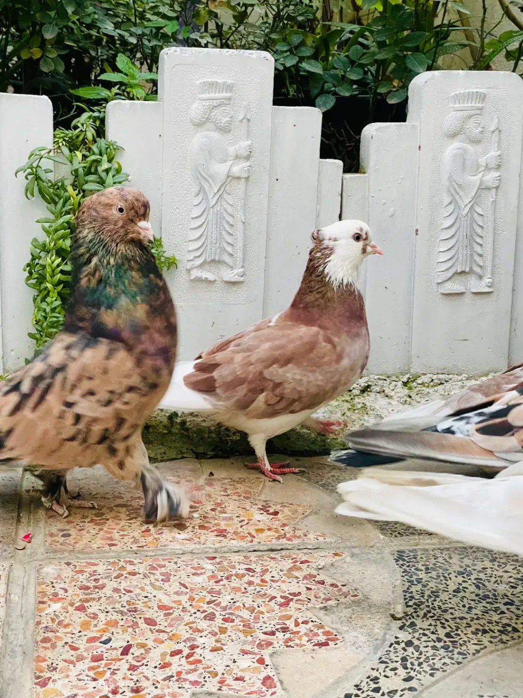 کفتر شازده زرد و هما ماده|پرنده|گرگان, |دیوار