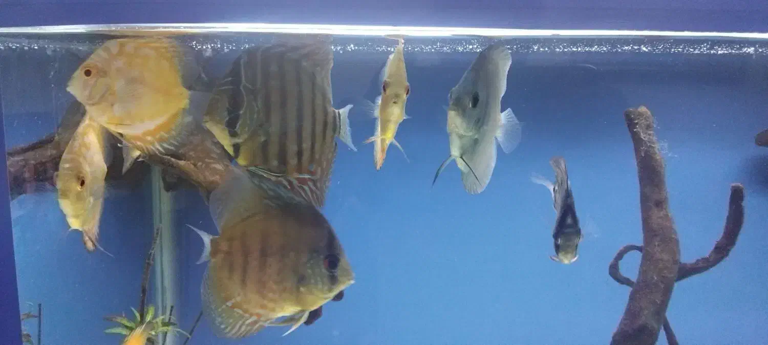 اکواریوم دیسکس|ماهی|بروجرد, |دیوار