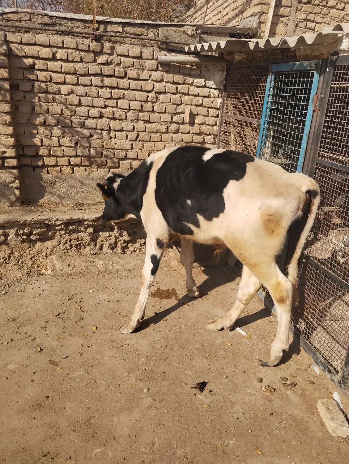 گوساله چاق کشتار|حیوانات مزرعه|پیشوا, |دیوار