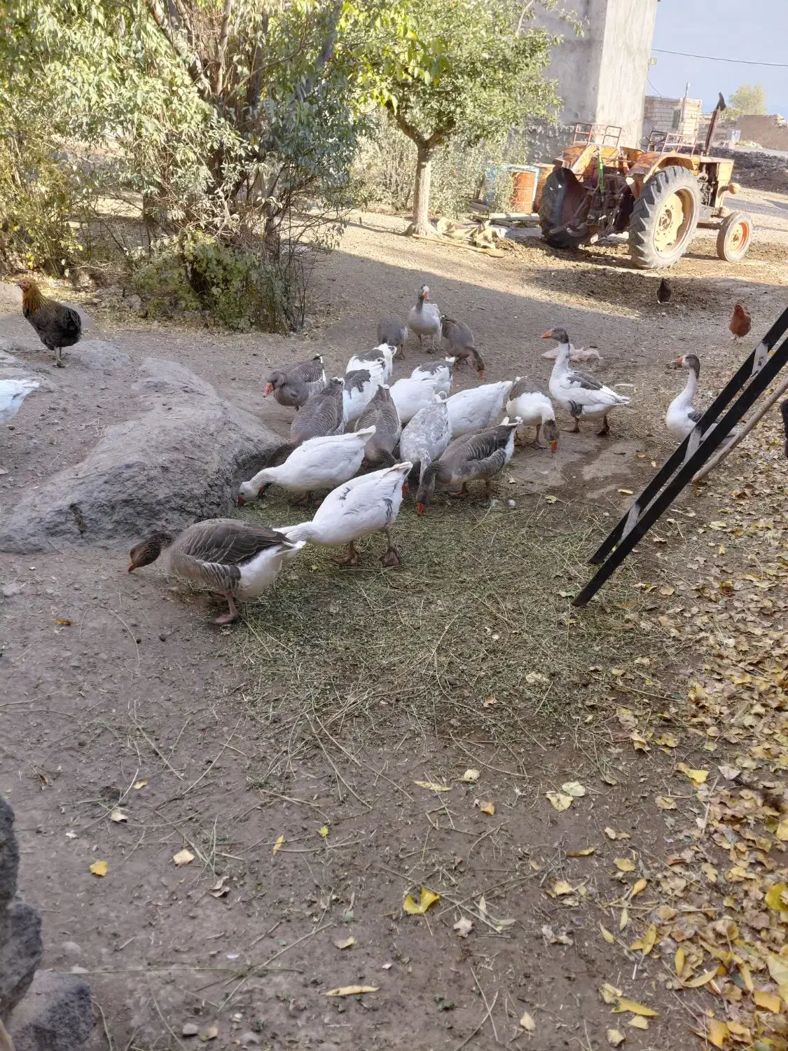 غاز طبیعی|حیوانات مزرعه|نیر (اردبیل), |دیوار