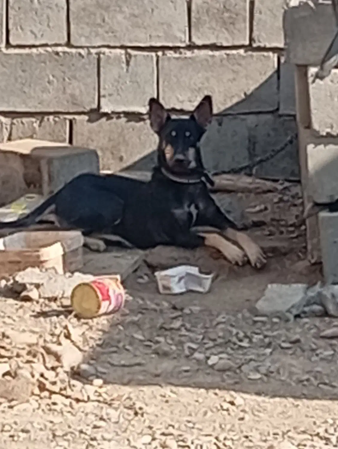 سگ ژرمن|سگ|رودان, |دیوار