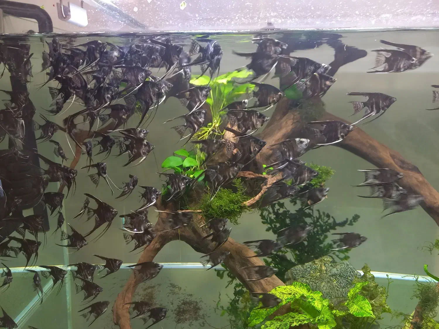 فروش آنجل دو بندی|ماهی|رشت, پیرکلاچای|دیوار