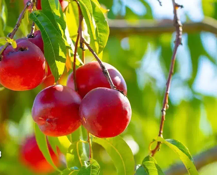 تولیدنهال شلیل رفعتی شناسه دار|خدمات باغبانی و درختکاری|نقده, |دیوار