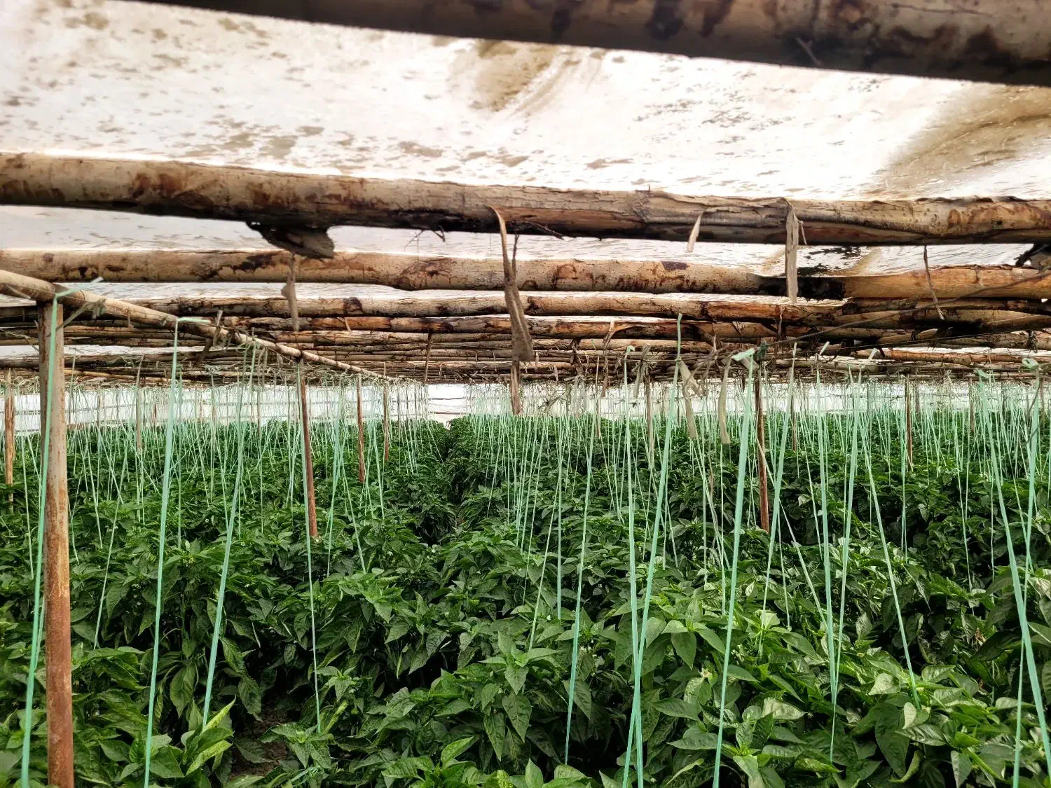 فروش گلخانه|مصالح و تجهیزات ساختمان|ابریشم, |دیوار