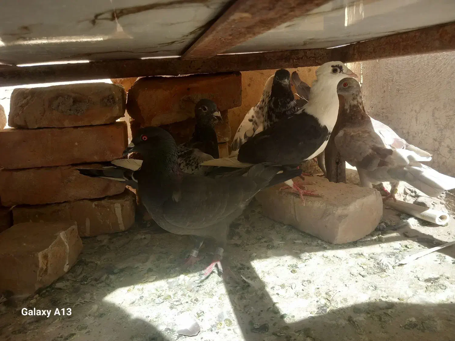کبوتر|پرنده|خاش, |دیوار