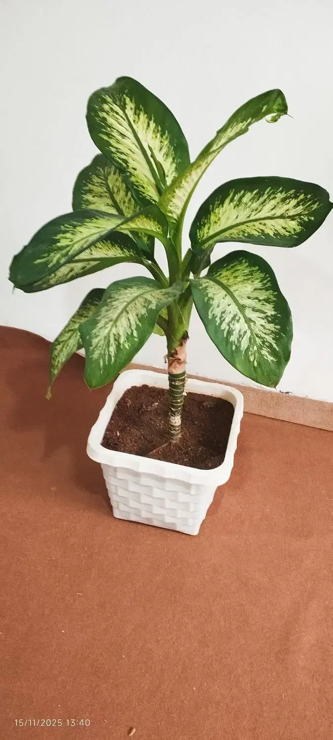 گل گوش فیلی|گل و گیاه طبیعی|دهگلان, |دیوار