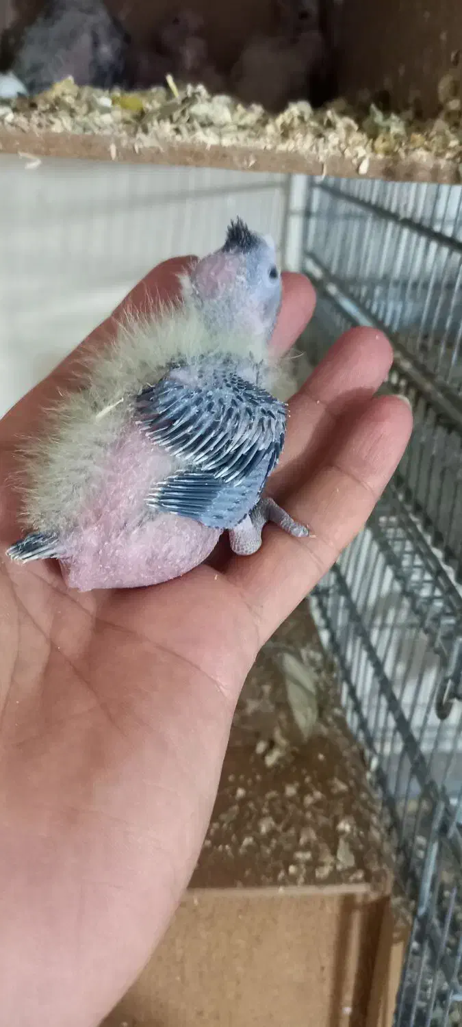 جوجه عروس سرلاکی|پرنده|دماوند, دماوند|دیوار