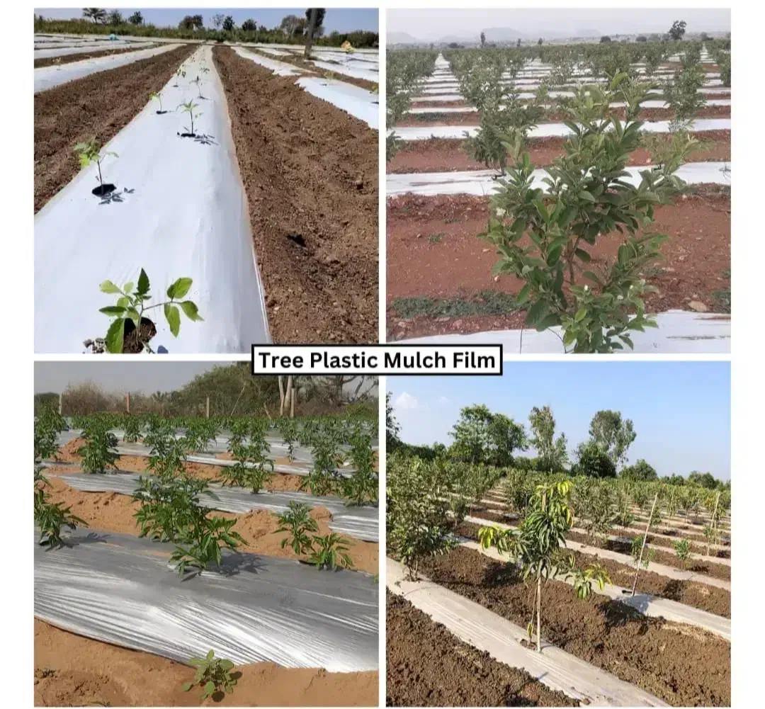 کاور پلاستیکی مالچ درختان پسته|خدمات باغبانی و درختکاری|رفسنجان, |دیوار