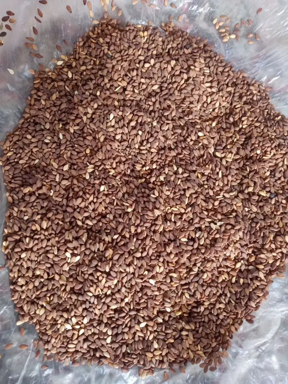 کنجد شب یلدا|حراج|بروجرد, |دیوار