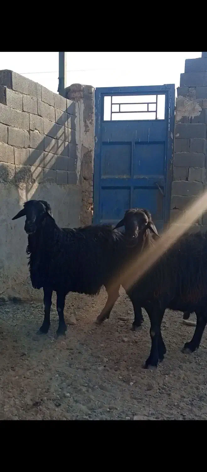 قوچ میش بز|حیوانات مزرعه|اژیه, |دیوار