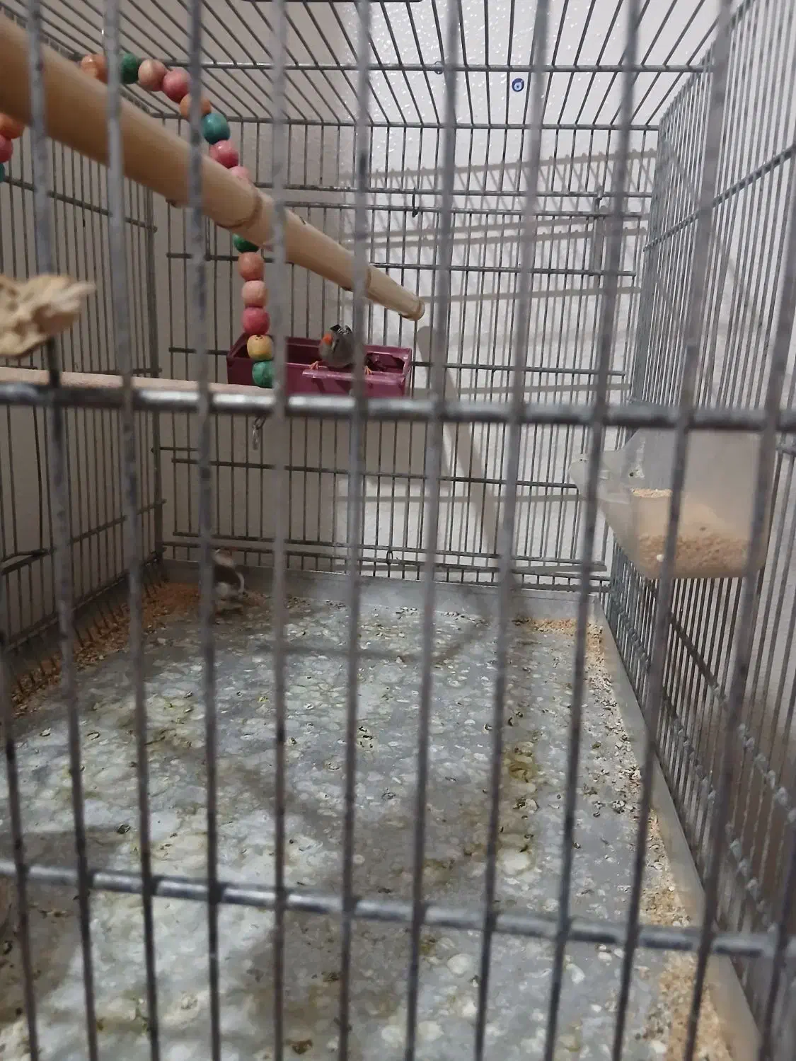 فنچ|پرنده|شاهین‌شهر, طالقانی|دیوار