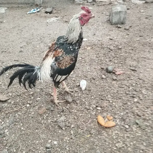 خروس لاری اصیل|حیوانات مزرعه|باسمنج, |دیوار