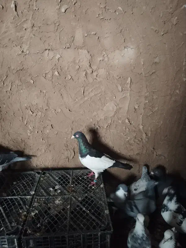 کبوتر|پرنده|بوئین زهرا, |دیوار