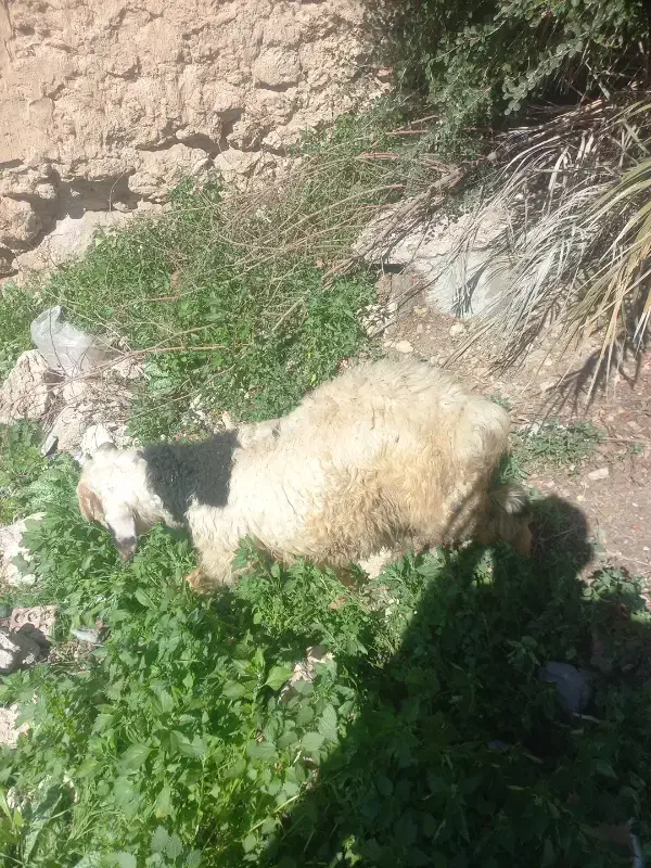 بره امسال|حیوانات مزرعه|مسجد سلیمان, |دیوار