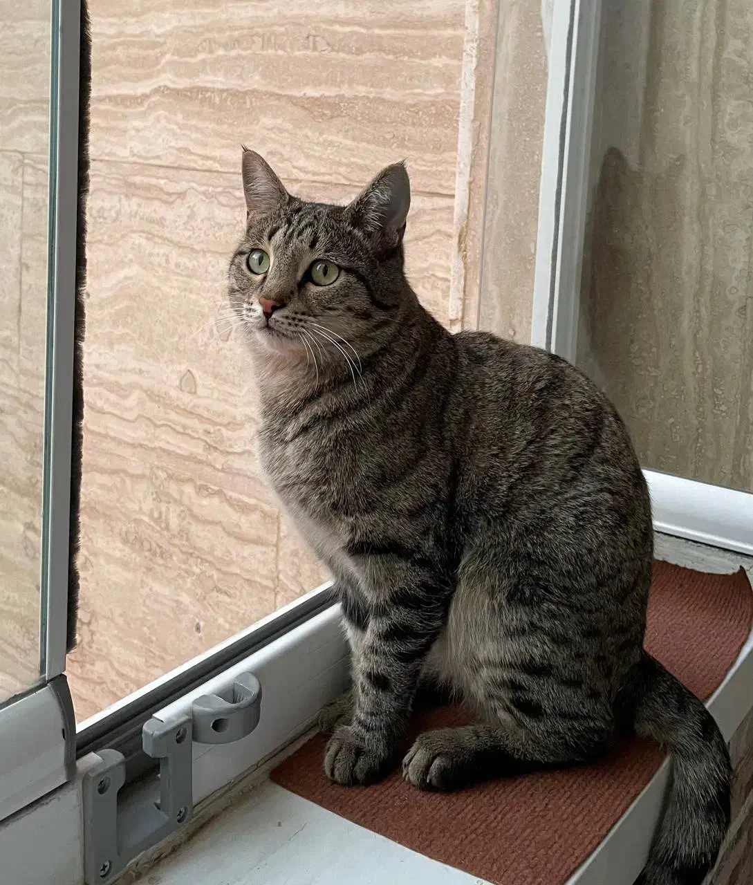 آگهی گم شده|حیوانات|تبریز, |دیوار