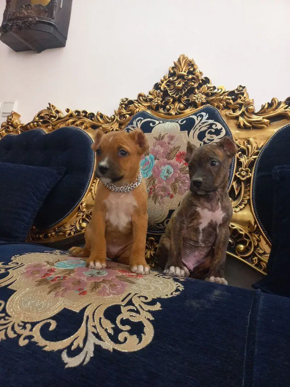 توله نر پیتبول|سگ|تربت جام, المهدی|دیوار