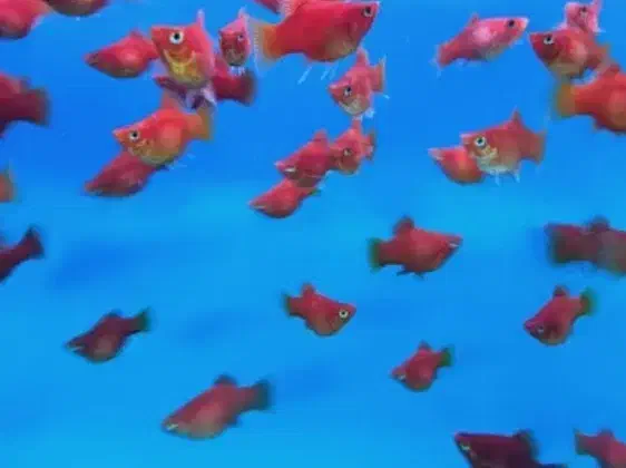 ماهی گوپی کوی بالن،مولی بالن، پلاتی بالن|ماهی|تهران, شهرک شریعتی|دیوار