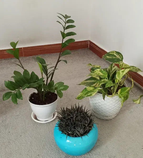 گل اپارتمانی|گل و گیاه طبیعی|رشت, پل تالشان|دیوار