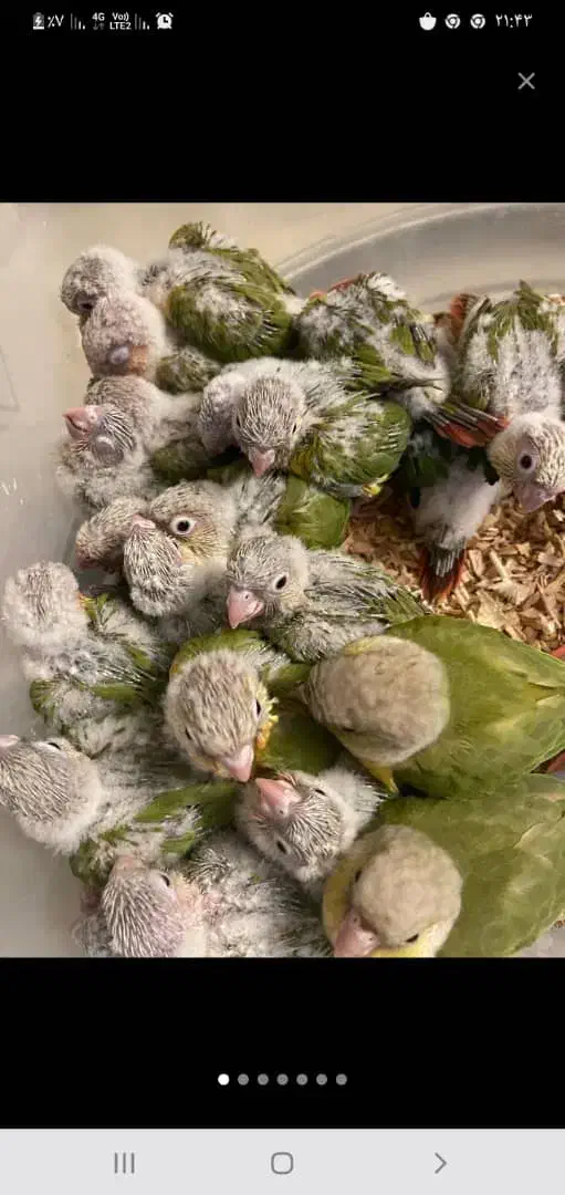 دنیای گیرینچیک.عروسهلندی.شاه طوطی|پرنده|اندیشه, شهرک مریم|دیوار