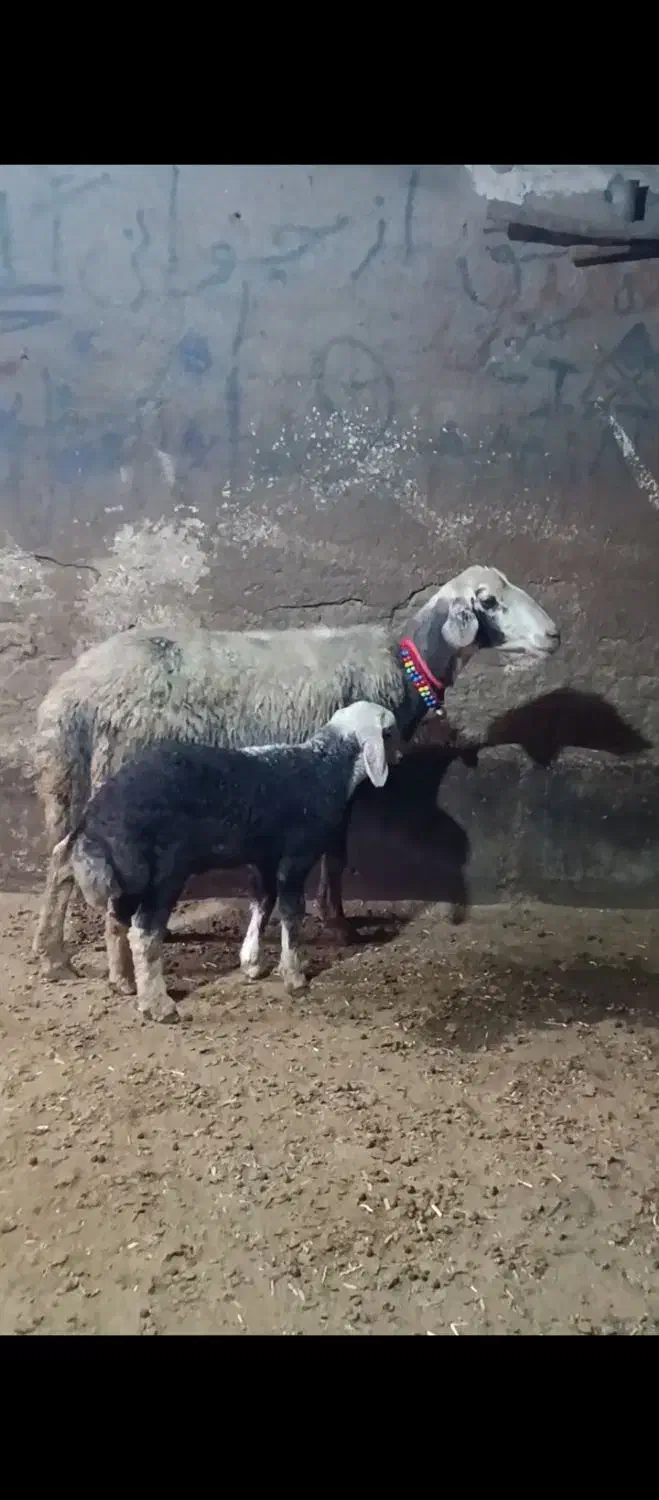 میش و بره جوان|حیوانات مزرعه|بروجرد, |دیوار