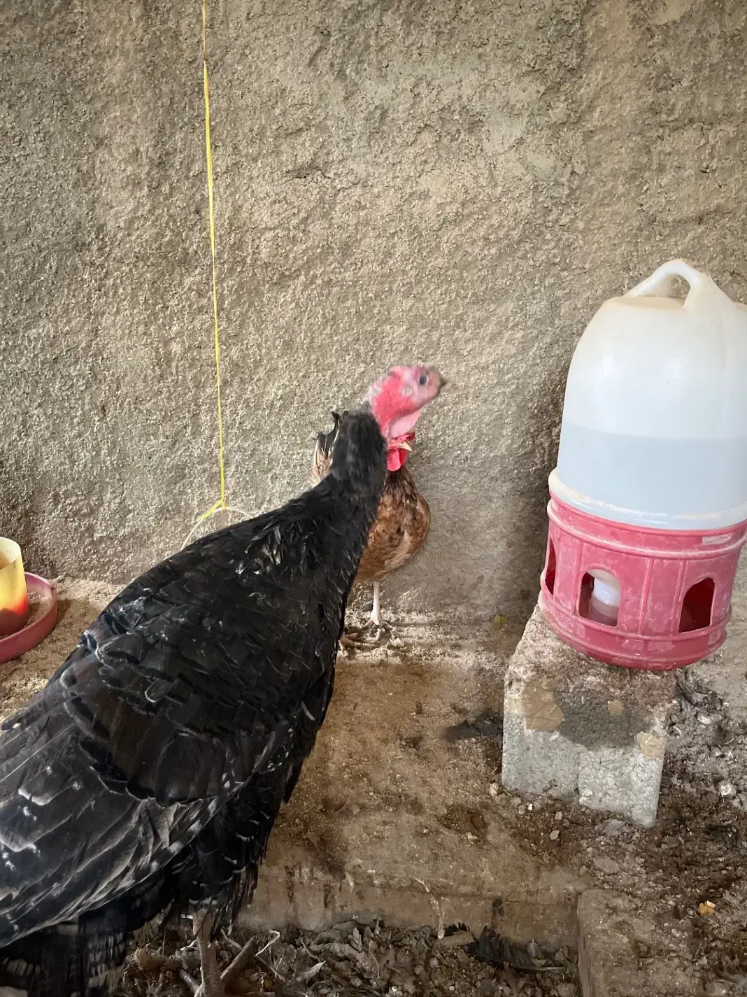 بوقلمون|حیوانات مزرعه|هشتگرد, شهرک افشاریه|دیوار