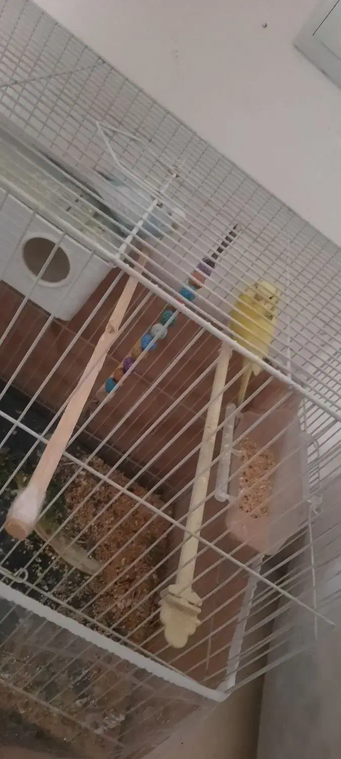 پرنده|پرنده|مشهد, کشف|دیوار