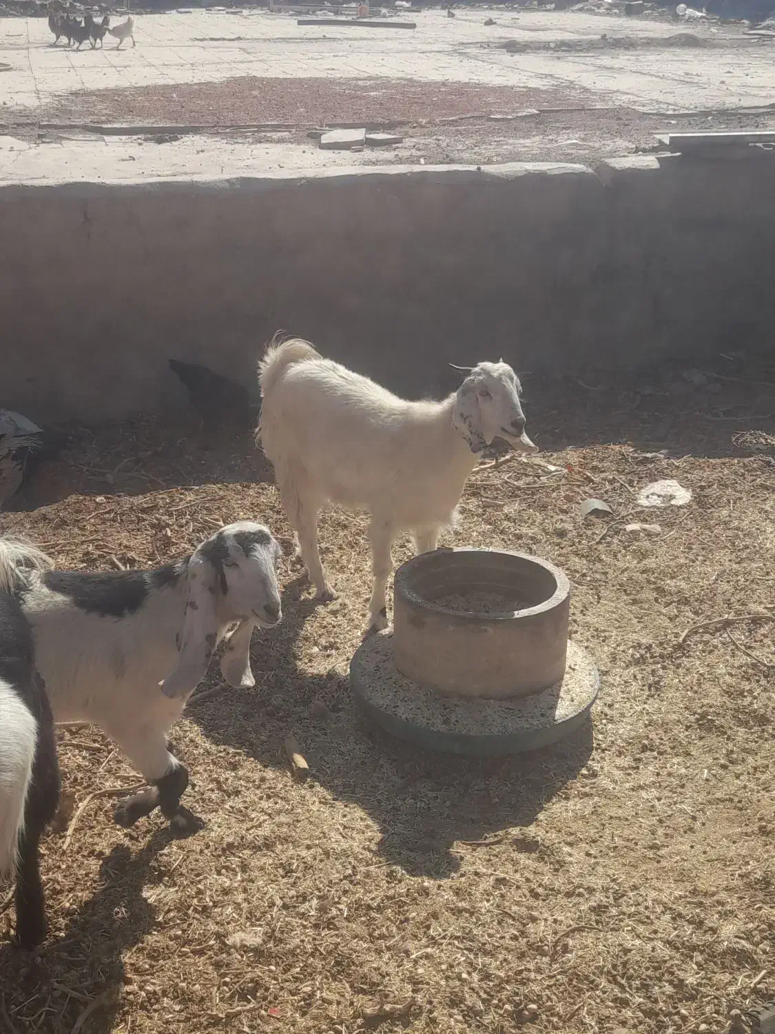 کره پاکستانی|حیوانات مزرعه|سیرجان, |دیوار