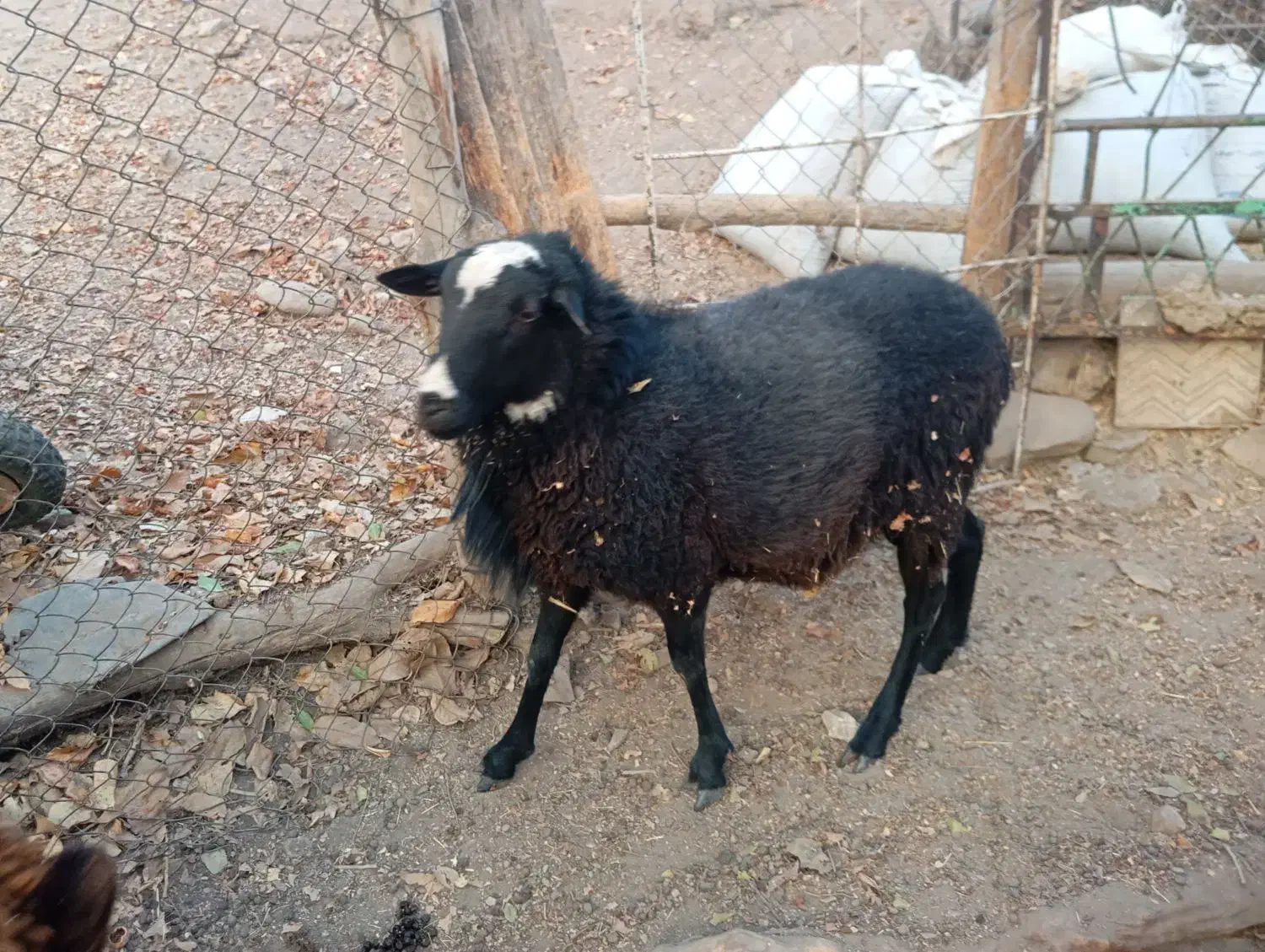 شال رومانف چندقلوزا|حیوانات مزرعه|دماوند, گیلاوند|دیوار