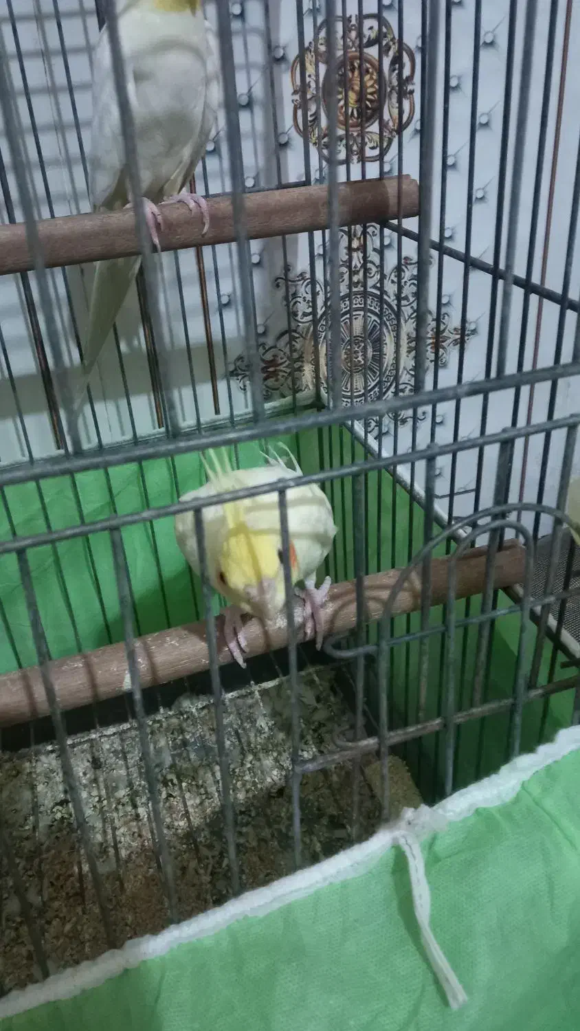 عروس هلندی|پرنده|کارون, |دیوار