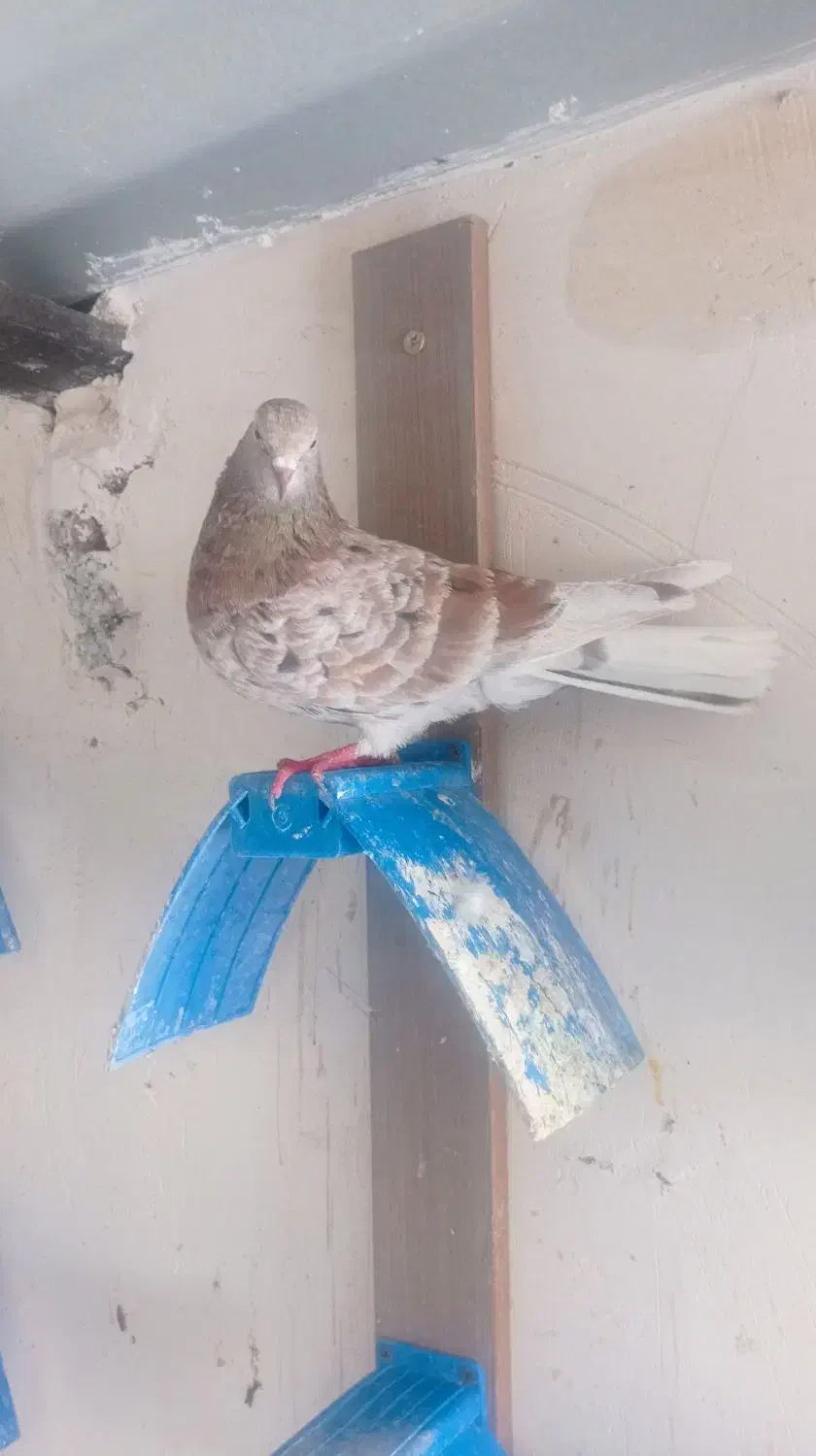 ماه|حیوانات|اردبیل, |دیوار