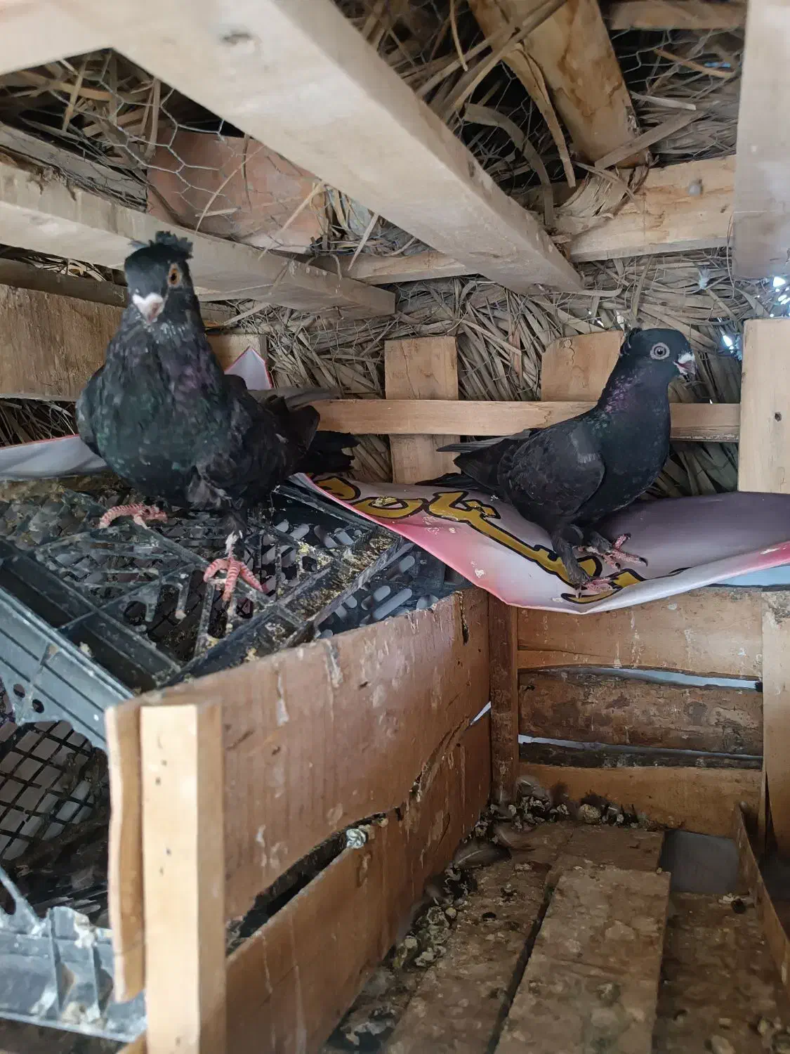 کبوتر زاغ کلافه ...خون خالص|پرنده|جیرفت, |دیوار