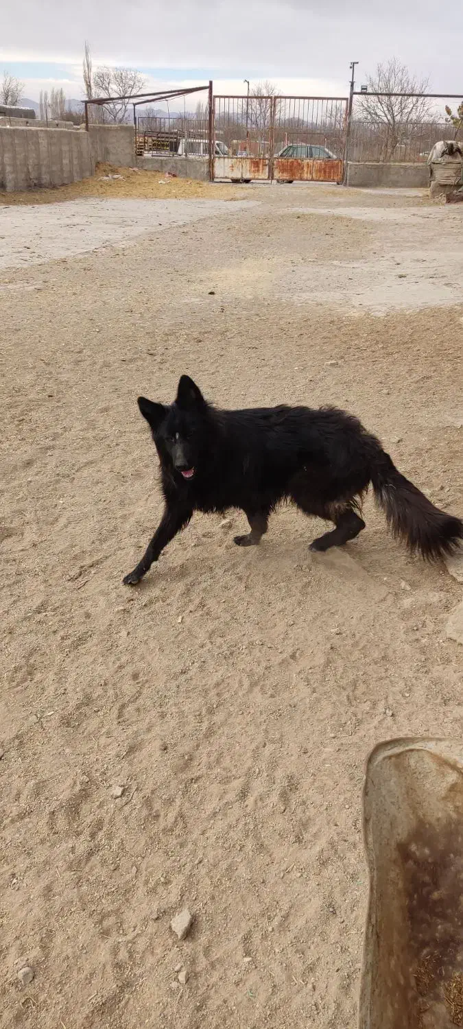 ژرمن بلک شولاین|سگ|ابهر, |دیوار