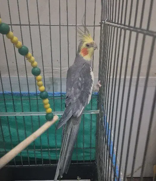 عروس هلندی فول سخنگو|پرنده|تهران, امام زاده عبدالله|دیوار