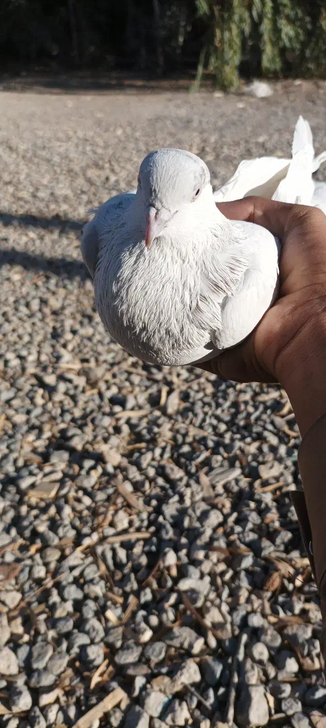 کفتر خال سرخ|پرنده|خاش, |دیوار