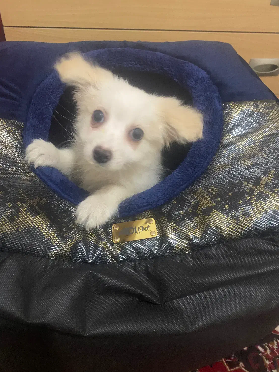 پامر خرسی|سگ|شهریار, شهریار|دیوار