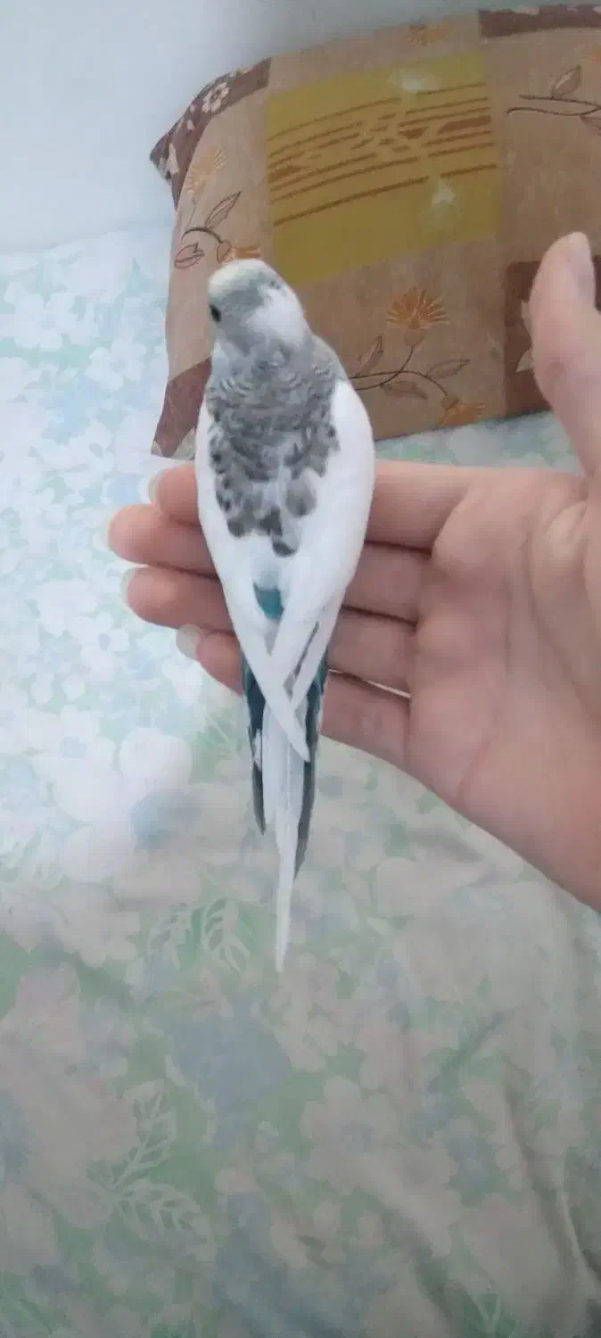 مرغ عشق انگلیسی با قفس|پرنده|تهران, نارمک|دیوار