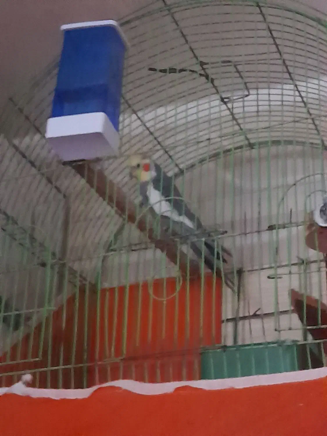 عروس هلندی دستی|پرنده|کارون, |دیوار