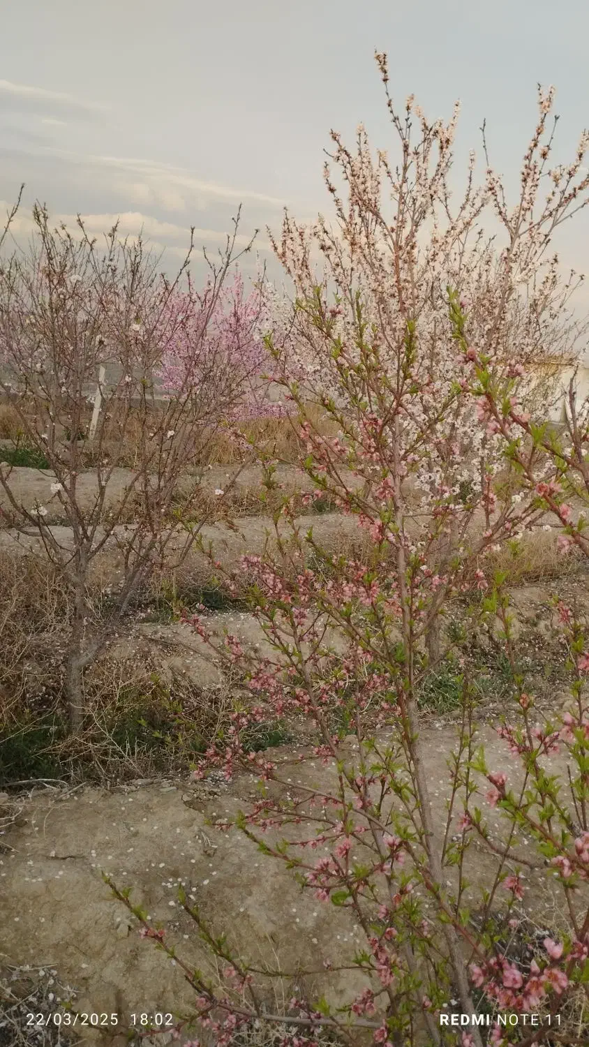 باغ و باغچه|فروش زمین و ملک کلنگی|صباشهر, |دیوار