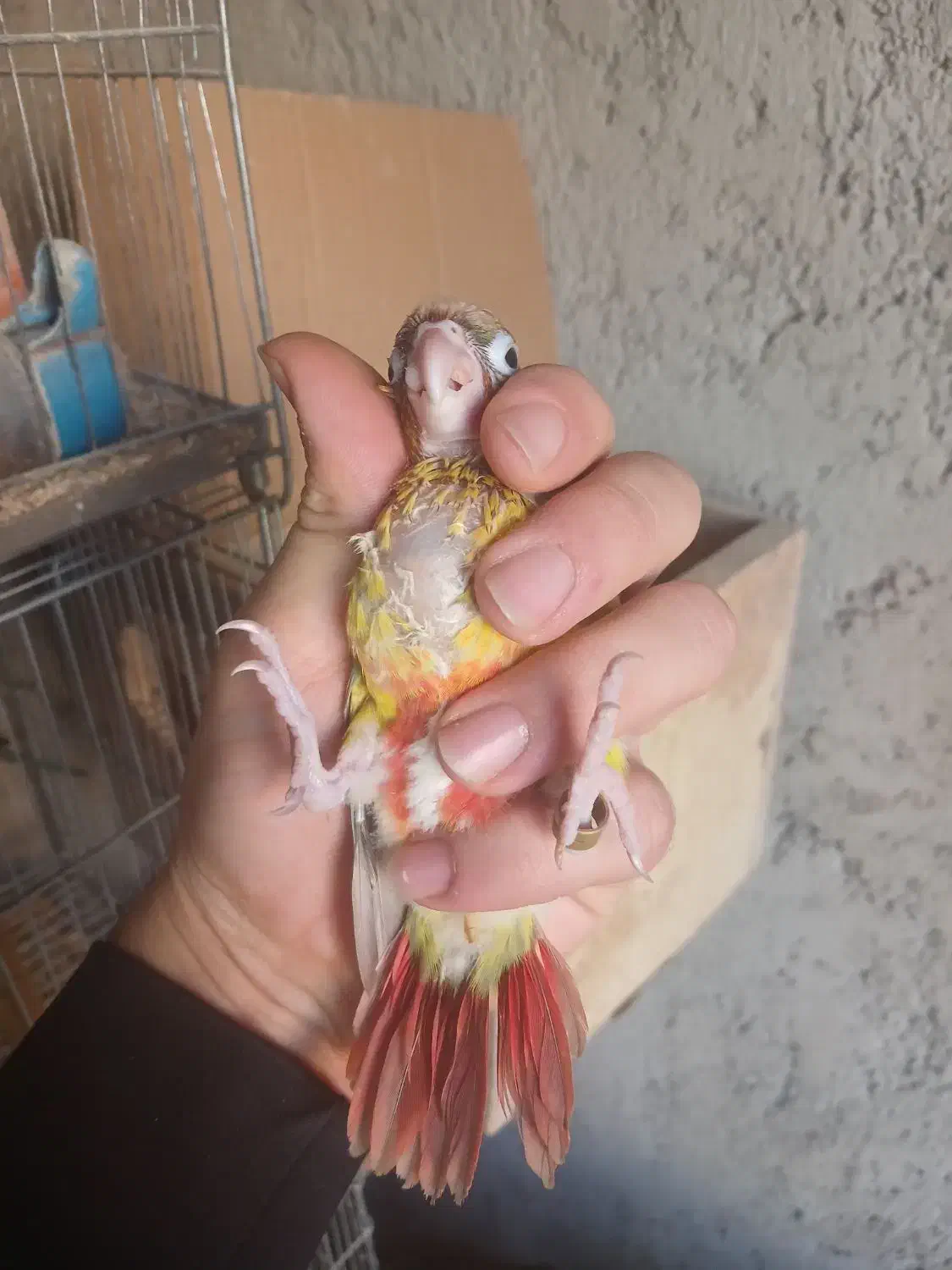 گرینچیک برزیلی|پرنده|نظرآباد, نظرآباد|دیوار